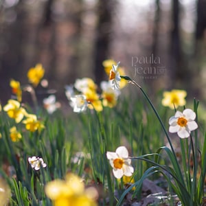 Daffodil Digital Print, Instant Download,  Floral Wall Art, Photography Print, Printable Wall Art, Flower Photos to Print