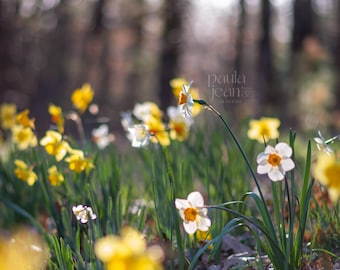 Fotografia di fiori di narciso / Download digitale / Fotografia STAMPABILE