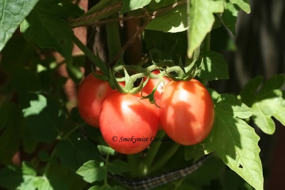 Heirloom Tomato Seeds German Lunchbox RARE 20 seeds Etsy