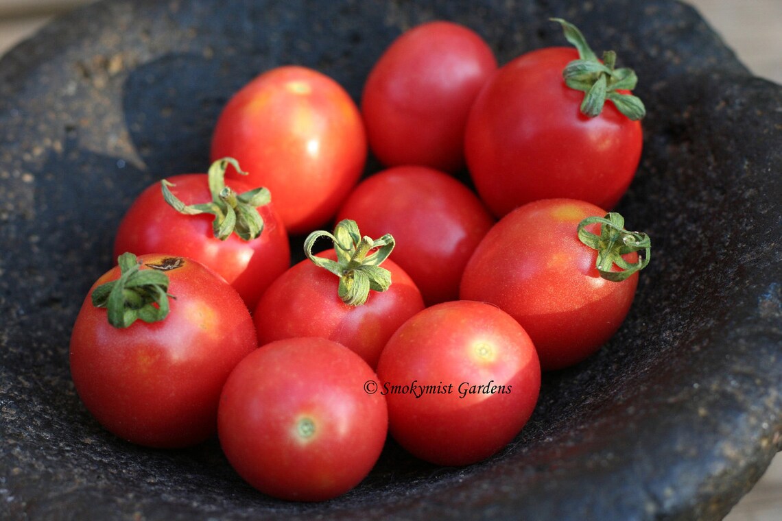 Heirloom Tomato Seeds German Lunchbox RARE 20 seeds Etsy