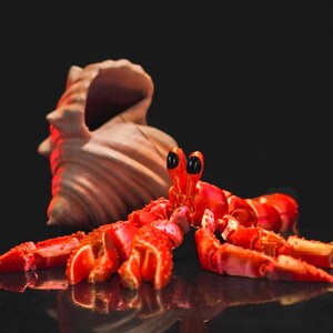 May include: A red hermit crab with black eyes is perched on a brown seashell. The crab has a textured, segmented body and long, spindly legs.