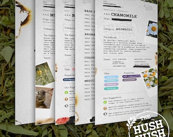 Op de afbeelding: Een stapel informatiekaarten van The Hush Hush Herbal Guide, met details over verschillende kruiden. De kaarten hebben een witte achtergrond met tekst en afbeeldingen, waaronder kamille. De kaarten zijn omgeven door groene bladeren.