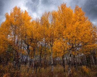 Ognista kieszeń, zdjęcia Aspen w Kolorado, fotografia jesienna w Kolorado, zdjęcia Granby, odbitki zdjęć z Parku Narodowego Gór Skalistych
