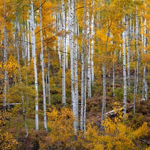 Frame of Fall, Crested Butte, Colorado Fall Prints, Colorado Photos, Fine Art Landscape Prints
