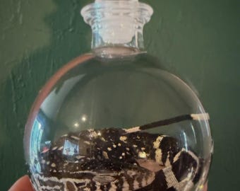 Lagarto monitor asiático, ejemplar húmedo.