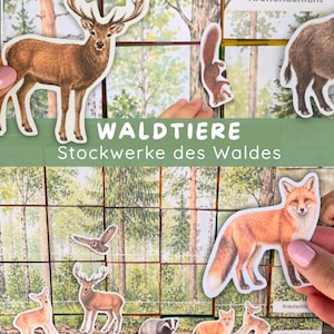 Pode incluir: Um gráfico educativo das camadas da floresta intitulado WALDTIERE Stockwerke des Waldes com ilustrações recortadas de um veado, esquilo, raposa, coruja e texugo. A grade mostra os níveis florestais Kronenschicht, Krautschicht, Moosschicht e Wurzelschicht.