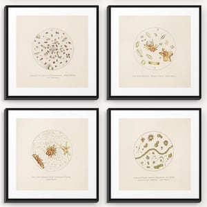 May include: Four vintage illustrations of microscopic crystals. The first image shows crystals of Lactic Fermentation. The second image shows crystals of Tartaric Acid Crystals. The third image shows crystals of Tartaric Acid Crystals with Ammonium Tartrate. The fourth image shows crystals of Ammonium Salts, showing crystals of Ammonium Oxalate and Urea.