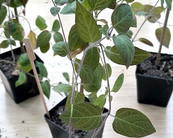 Stink Vine, La Mo, Cay Thui Dit, Paederia Foetida Live Plants