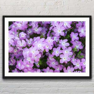 Purple Wildflowers | Flowers | Spring | Nature | Prickly Phlox | Landscape Photo Print | Photography | Fine Art Print | Decor