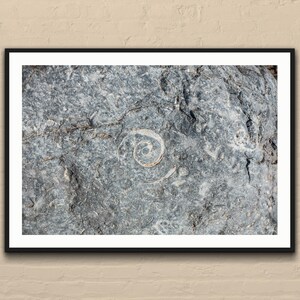 May include: Framed print featuring a close-up of a gray rock surface with fossilized spiral-shaped ammonites. The fossils are white against the textured gray stone. The print is displayed in a black frame.