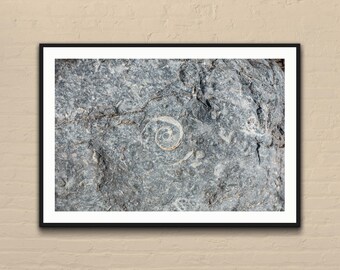 Könnte beinhalten: Gerahmter Druck mit einer Nahaufnahme einer grauen Gesteinsoberfläche mit versteinerten, spiralförmigen Ammoniten. Die Fossilien sind weiß auf dem strukturierten grauen Stein. Der Druck ist in einem schwarzen Rahmen.