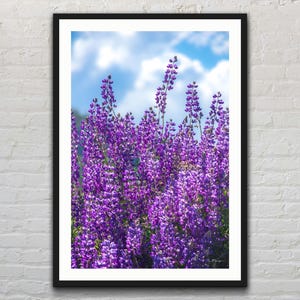 Purple Lupine Wildflowers in Central California | Flower | Nature | Landscape Photo Print | Photography | Fine Art Print | Wall Decor