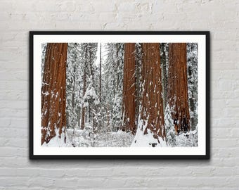 Sequoia Snow Print: Sierra Nevada Winter Landscape Photography