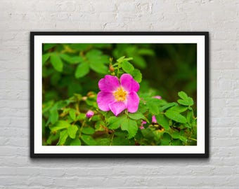 Alberta Wild Rose Kunstdruck: Kanadische Landschaftsmalerei