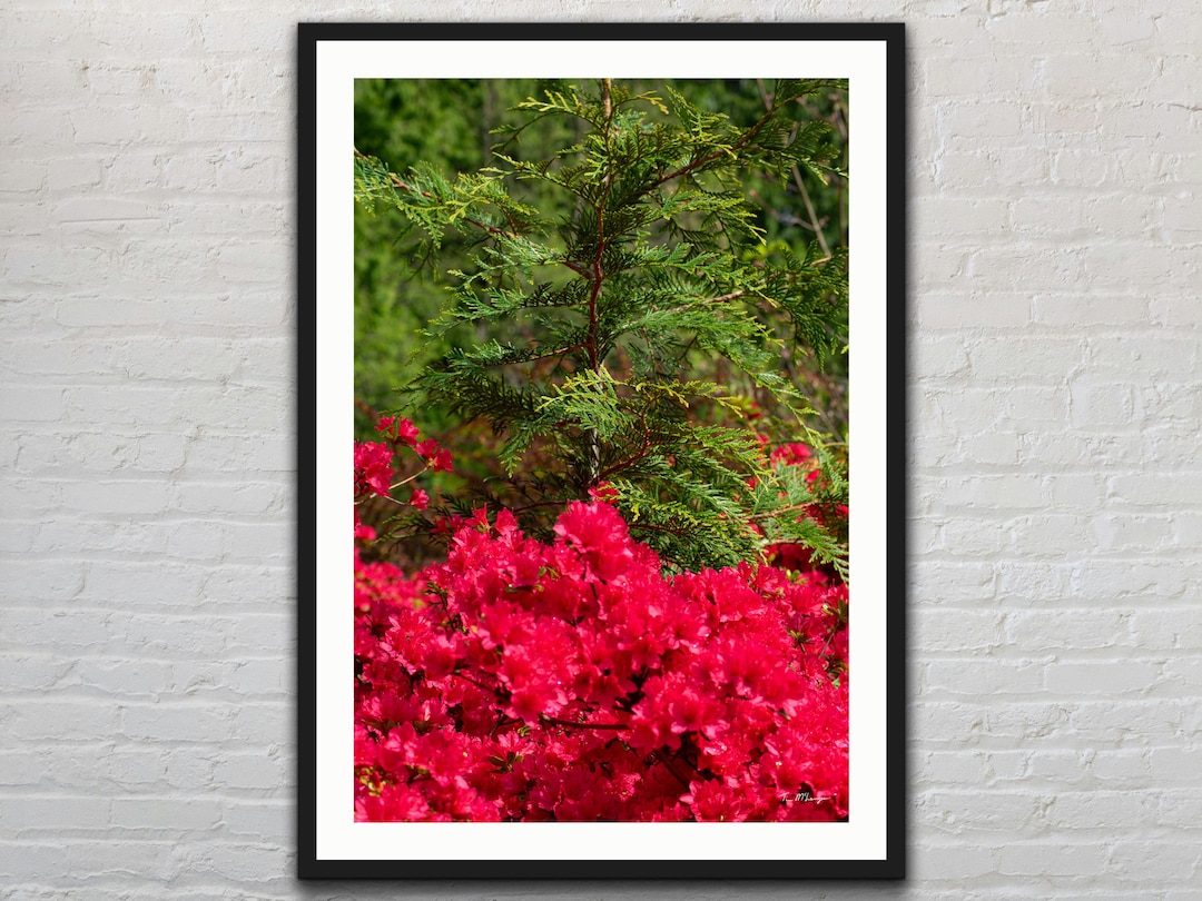 Pink Azalea Flower Print: Washington State Landscape Photography - Etsy