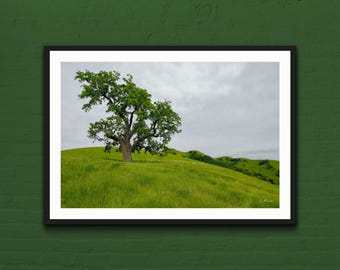 Impresión fotográfica de un paisaje de robles de California: Green Hills Art Decor