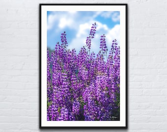 Fototryck av lila lupinblomma: Väggdekoration i Kaliforniens landskap