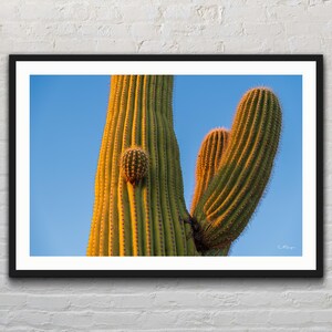 May include: A close-up of a large, green saguaro cactus with a smaller cactus growing from its side. The cactus is illuminated by the warm light of the setting sun, casting a golden glow on its surface.