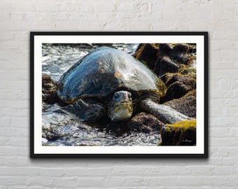 Hawaii Sea Turtle Photo Print: Big Island Coastal Landscape