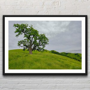Eik op groene heuvel met bank | Heuvels | Lente | Bewolkt | Californië | Landschapsfotoafdruk | Fotografie | Kunstafdruk | Decoratie: