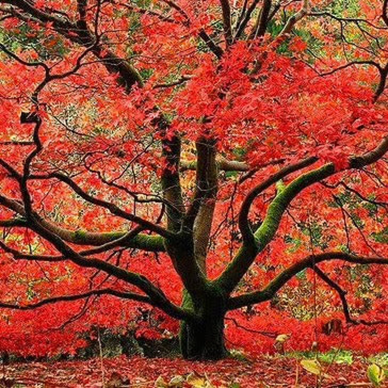 Japanese Amur Maple Seeds - Etsy