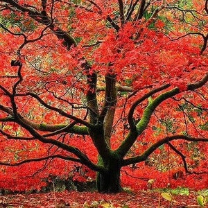 以下が含まれることがあります： 緑色の苔むした幹と暗い枝を持つ、大きな赤い日本のモミジの木。葉は鮮やかな赤とオレンジ色で、木は落ち葉に囲まれています。