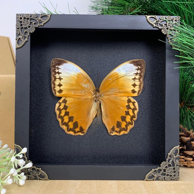 Framed Insects - Etsy
