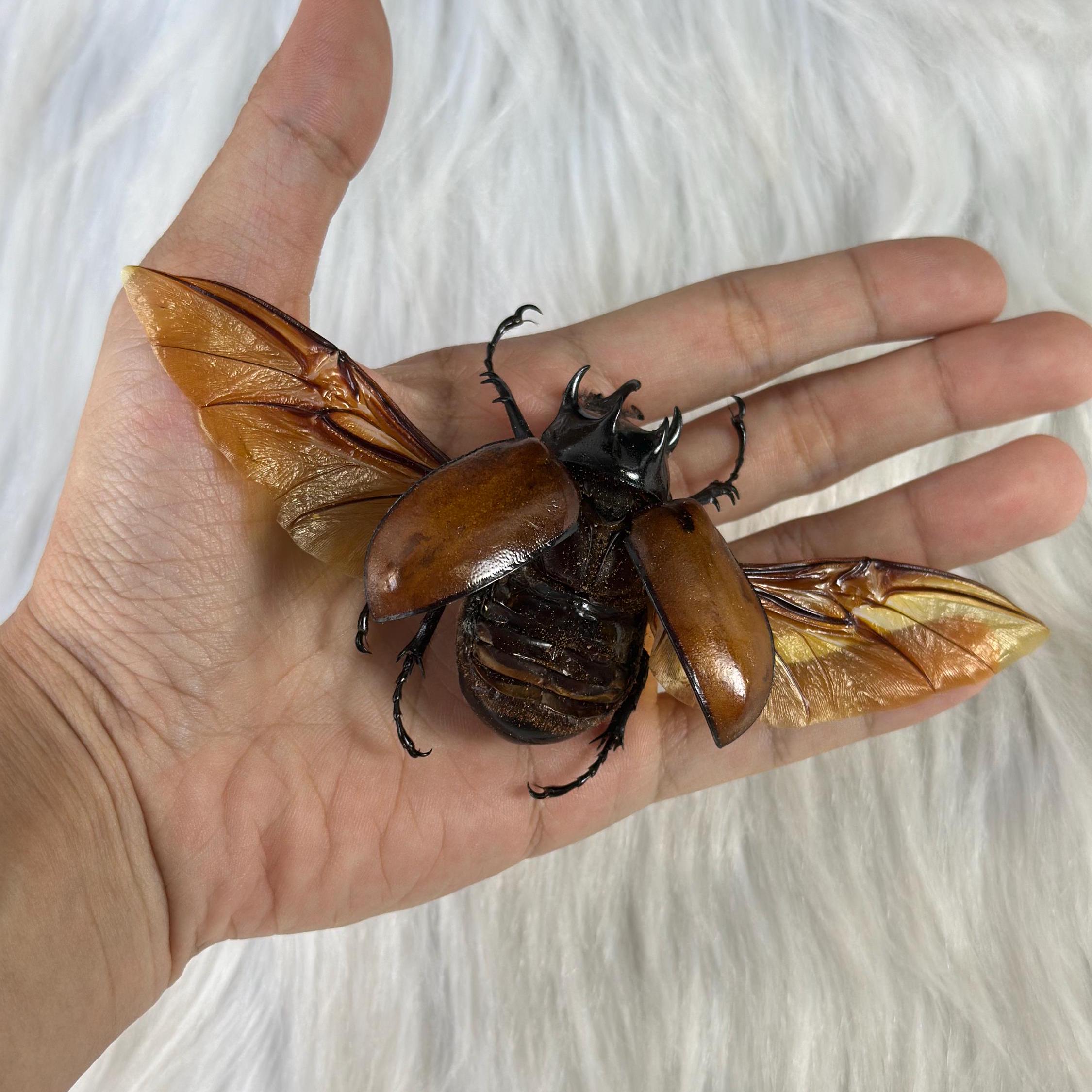 Real Five-horned Rhinoceros Beetle Taxidermy Dried Insects Bugs Specimens Gallery Collection Entomology Lover