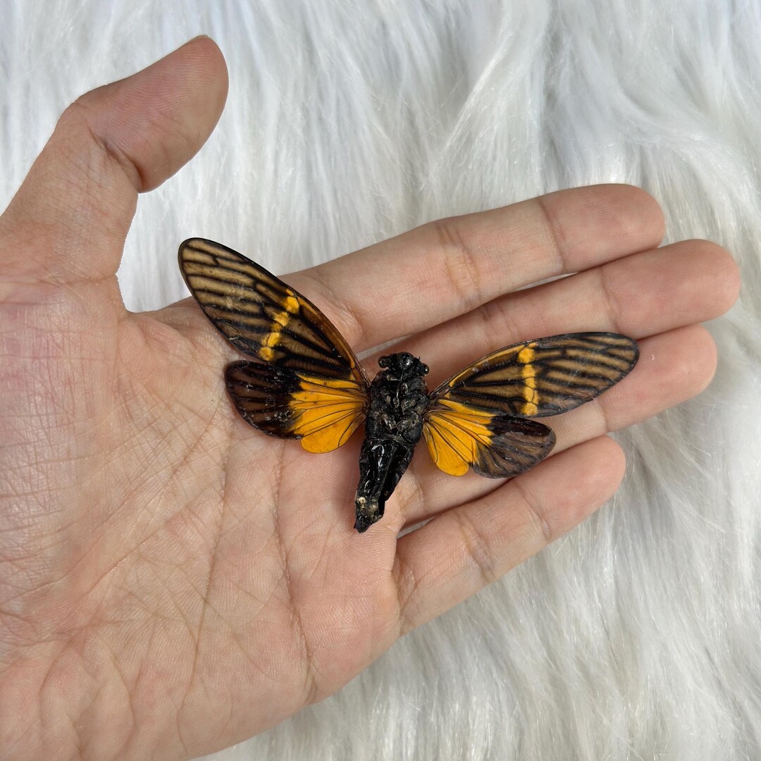 thumbnail image 2 of 10 Cicada Insect Specimens In Wooden Frame – Preserved Taxidermy Art Decor 2 of 4