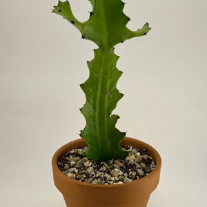 Kaktus Euphorbia Lactea