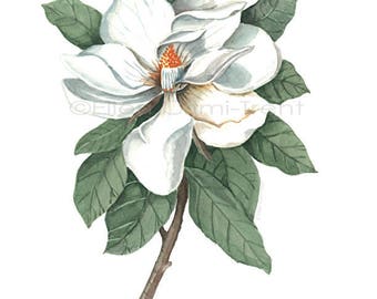 Magnolia Botantical watercolor/watercolor floral/ botanical wall art/ white flowers/ vintage botanical decor