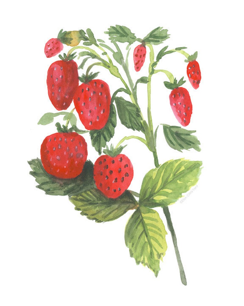 Watercolor Strawberry Botanical Vintage Strawberry Botanical Etsy
