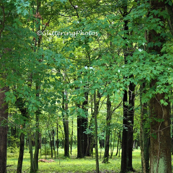 Woodland Photograph, Forest Photo, Indiana Nature Print, Indiana Woods Photo, 8x10 Photography, Unframed, Free Shipping