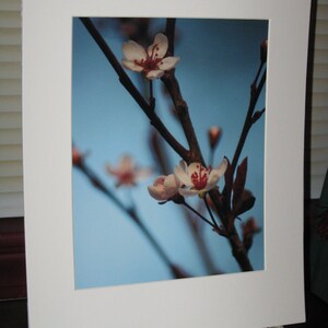 Sand Cherry Tree Photograph, Spring Blooming Tree Photography, Woodland Photograph, Nature Photography, 8 x 10 Print, Matted Photograph