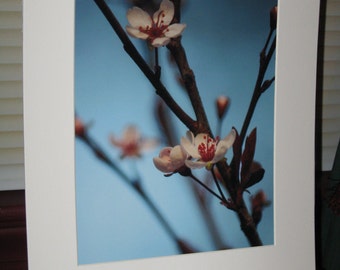 Sand Cherry Tree Photograph, Spring Blooming Tree Photography, Woodland Photograph, Nature Photography, 8 x 10 Print, Matted Photograph