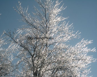 Ice Photograph, Wathen Park, Jeffersonville IN, Indiana Art, Tree Photograph, Woodland Photograph, Nature Photograph, 8 x 10 Print, Unframed