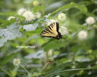 Eastern Tiger Swallowtail Butterfly, Henryville IN, Butterfly Photography, Woodland Photo, Nature Print, 8x10 Photo, Unframed, Free Shipping