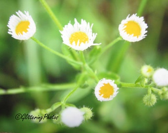 Yellow Wildflower Photo, White Wildflower Print, Nature Photography, Flower Photo, 8x10 Print, Woodland Photo, Glitter, Rural Photography