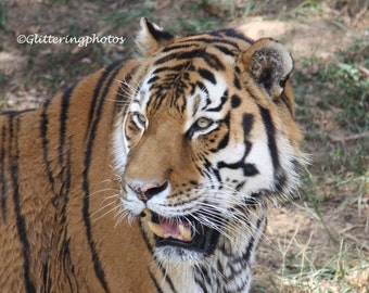 Siberian Tiger Photo, Wildlife Photo, Russia, China, Korean Peninsula, Louisville Zoo, Louisville Photo, 8 x 10 Photo Print, Free Shipping