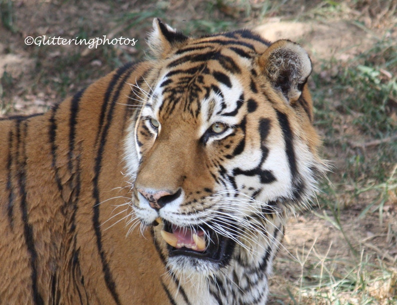 Siberian Tiger Photo, Wildlife Photo, Russia, China, Korean Peninsula, Louisville Zoo, Louisville Photo, 8 x 10 Photo Print, Free Shipping image 1