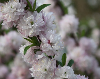 Photograph of Flowering Almond Bush, Flower Photograph, Nature Photo, 8x10 Print, Unframed Photo, Jeffersonville IN, Free Shipping