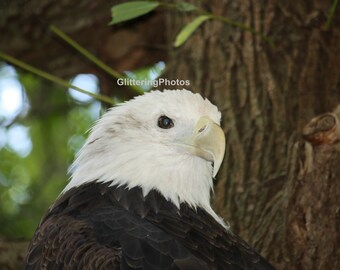 Bald Eagle Photo, Raptor Photograph, Bird Photography, Nature Print, Cleveland OH, MetroParks Zoo, 8x10 Photo Print, Unframed Photo