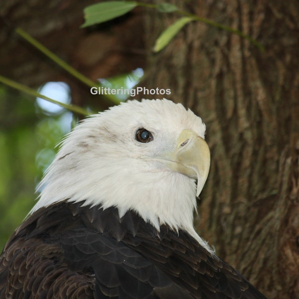 Bald Eagle Photo, Raptor Photograph, Bird Photography, Nature Print, Cleveland OH, MetroParks Zoo, 8x10 Photo Print, Unframed Photo