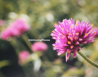 Blooming Flower Photo, Pink Allium Photo, Phipps Conservatory, Pittsburgh PA, Flower Photography, 8 x 10 Print, Nature Photograph, Glitter