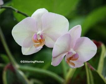 Light Pink Orchid, Pale Pink Orchid, Phipps Conservatory, Pittsburgh PA, Nature Photography, Woodland Photo, 8x10 Photo Print, Unframed