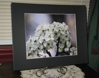 Spring Blooming Tree, Bradford Pear Tree Photo, Flower Photography, Nature Print, 8 x 10 Photo Print, OOAK, Matted Photograph, Glitter