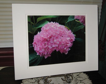 Pink Hydrangea Photo, Flower Print, Nature Photography, Louisville KY, Jefferson Square Park, Summer Bloom, Pink Glitter, OOAK, Matted