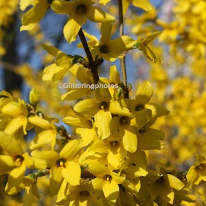 May include: A close-up of a branch of bright yellow forsythia flowers in bloom. The flowers are clustered together and have a delicate, bell-shaped appearance.