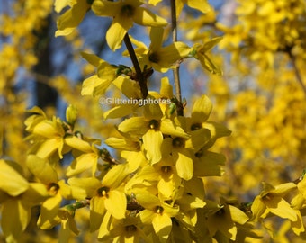 Forsythia Photograph, Flower Photography, Nature Photo, Spring Flower Photo, Jeffersonville IN, 8 x 10 Print, Yellow flower, Unframed