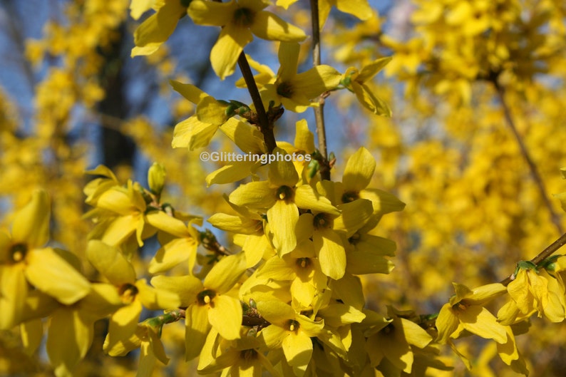 May include: A close-up of a branch of bright yellow forsythia flowers in bloom. The flowers are clustered together and have a delicate, bell-shaped appearance.